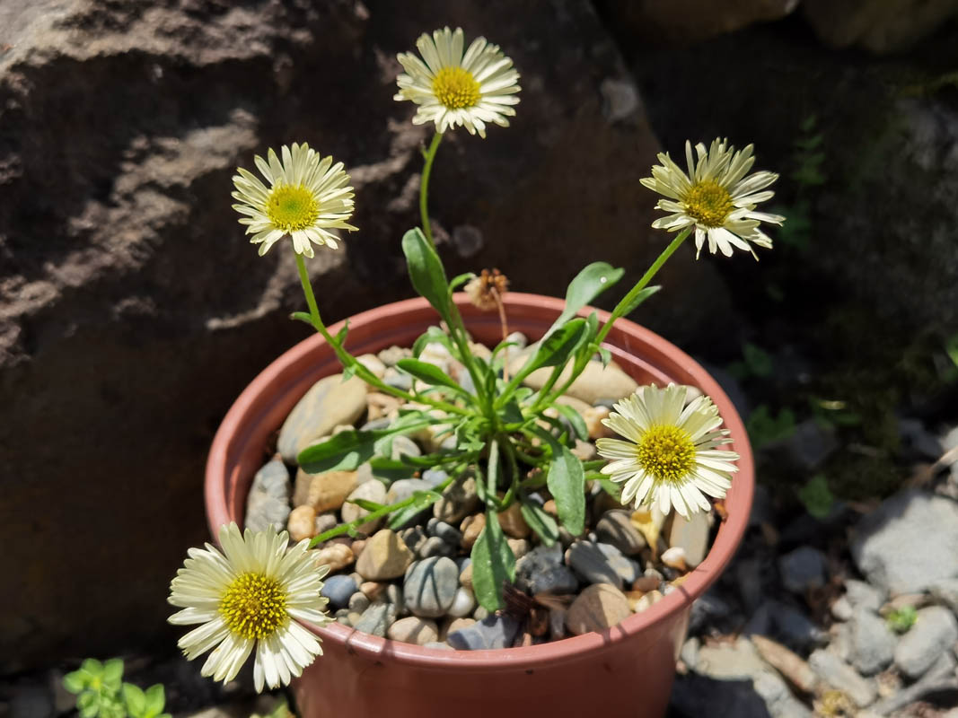 Erigeron flettii var distler
